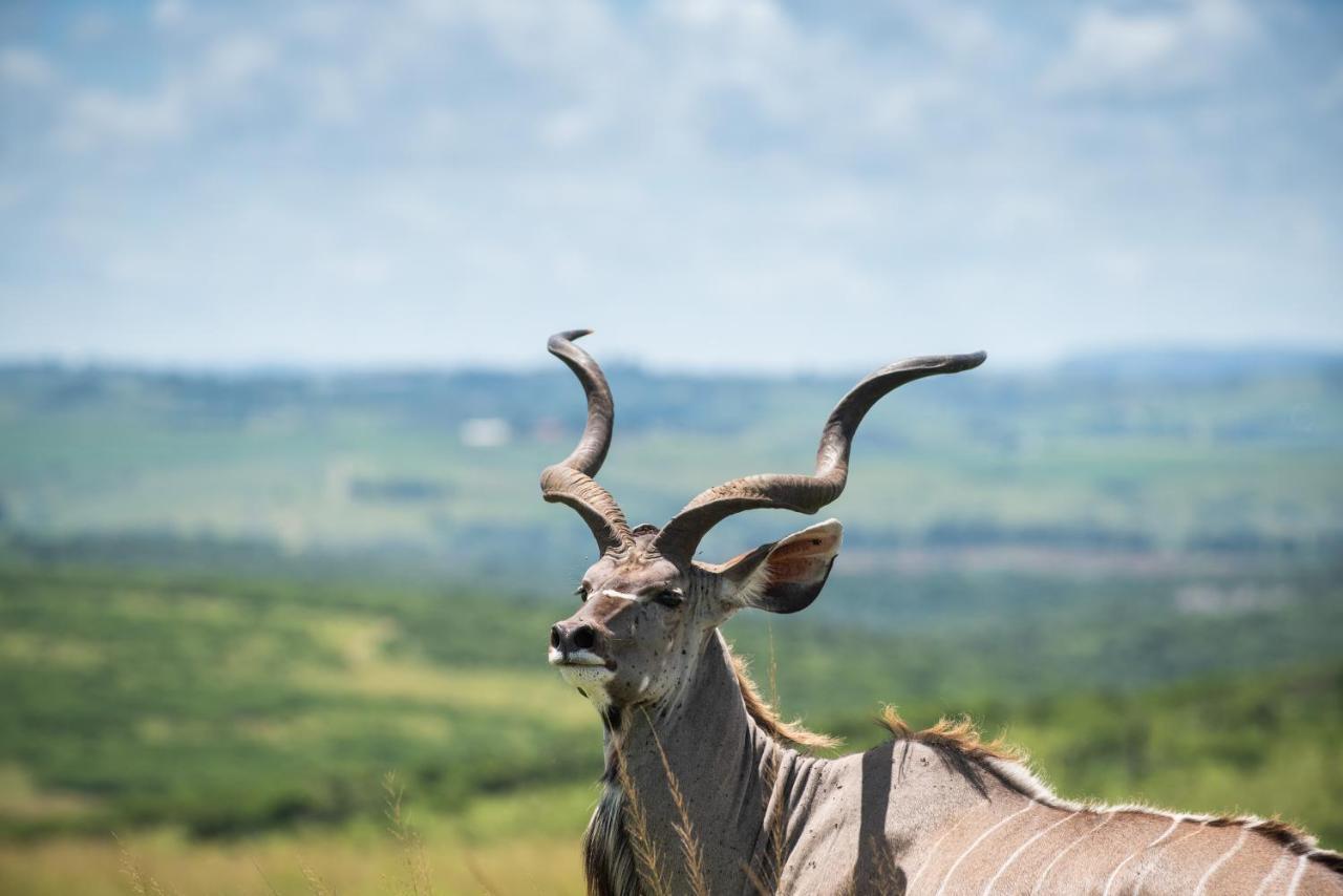 Tala Collection Game Reserve Silverton Экстерьер фото
