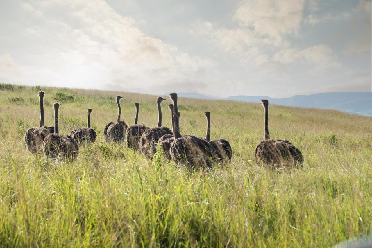 Tala Collection Game Reserve Silverton Экстерьер фото
